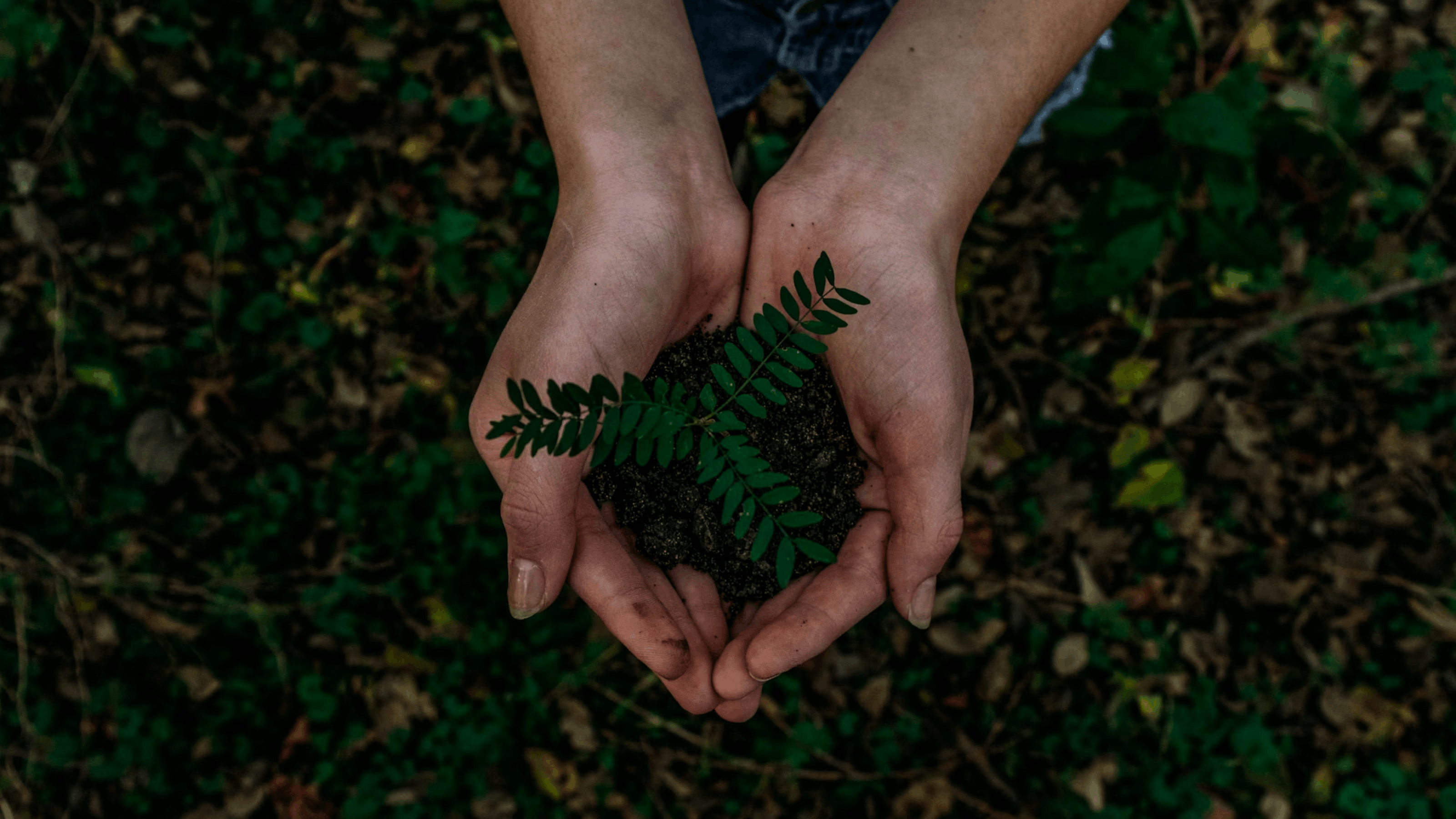 SAVEFOREST | Посади Дерево | Экология — Изображение №16 — Интерфейсы на Dprofile