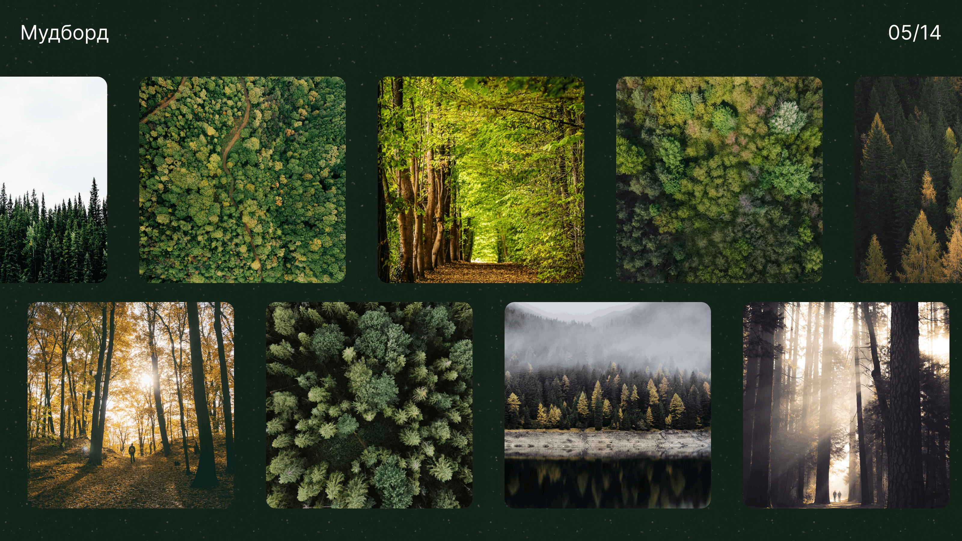 SAVEFOREST | Посади Дерево | Экология — Изображение №6 — Интерфейсы на Dprofile