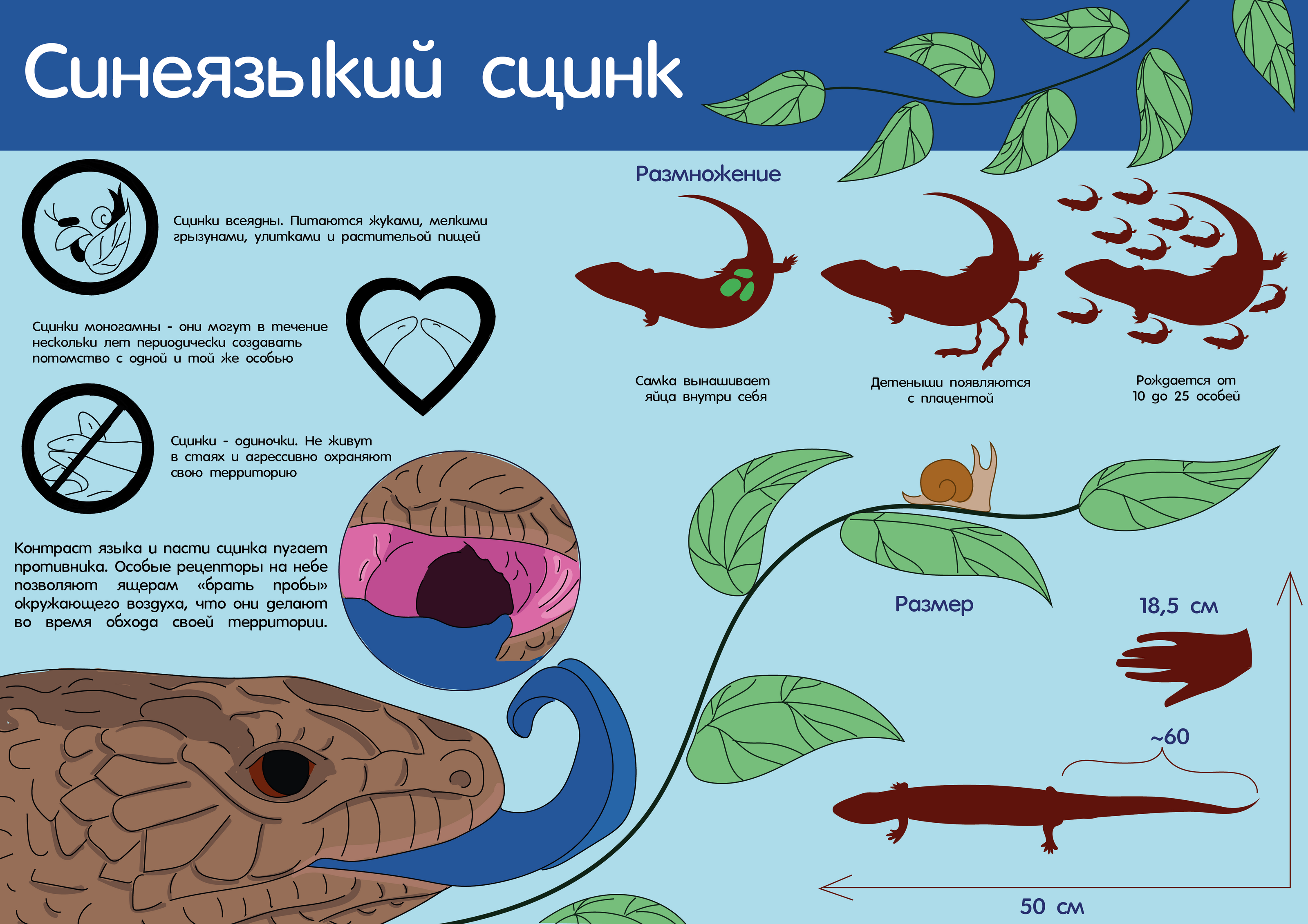Мир животных в инфографике — Изображение №34 — Иллюстрация, Графика на Dprofile