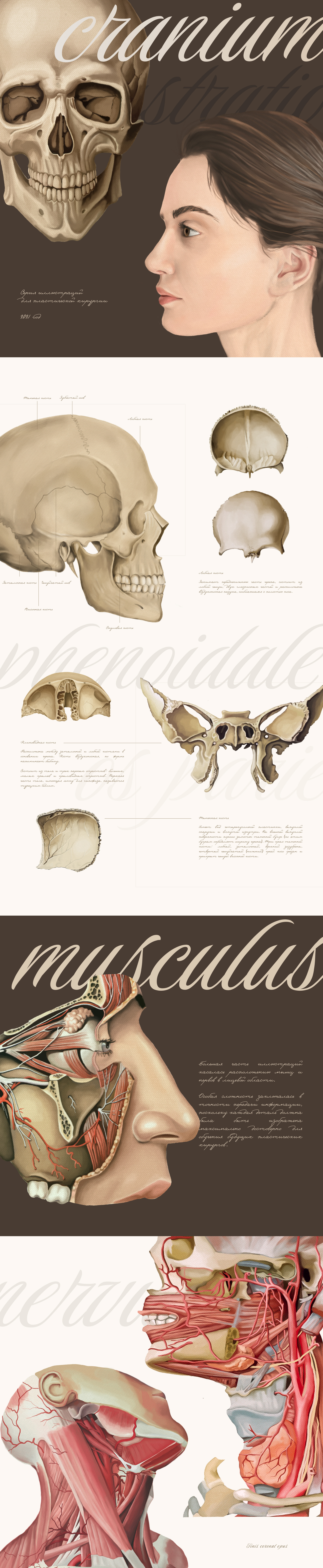 Анатомические иллюстрации для пластической хирургии — Изображение №1 — Иллюстрация, Графика на Dprofile