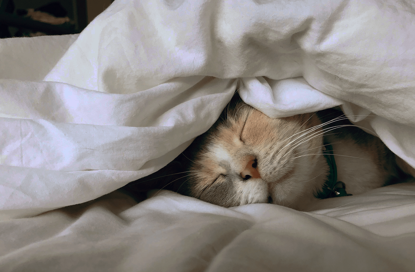 CAT IN BED — Изображение №1 — Брендинг, Графика на Dprofile