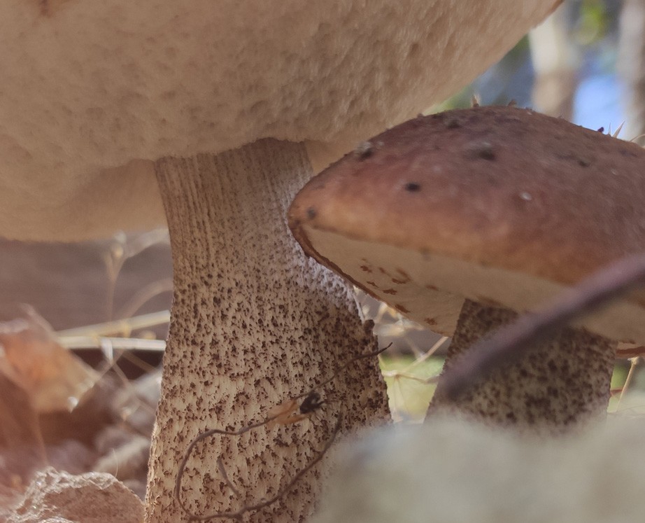 Грибы — Иллюстрация на Dprofile