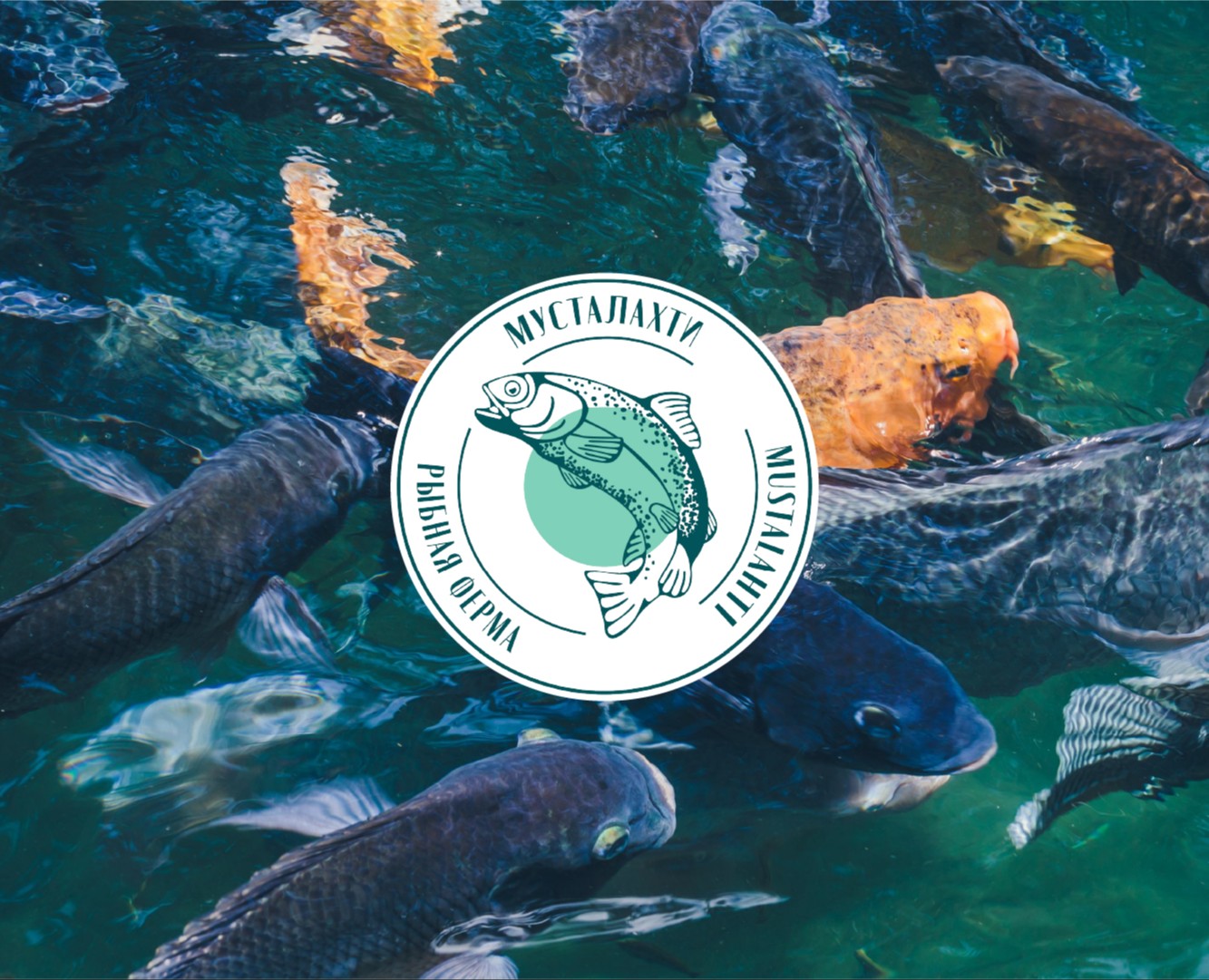 АЙДЕНТИКА И ВЕБ САЙТ | РЫБНАЯ ФЕРМА | ЛОГОТИП |FISHFARM — Брендинг на Dprofile