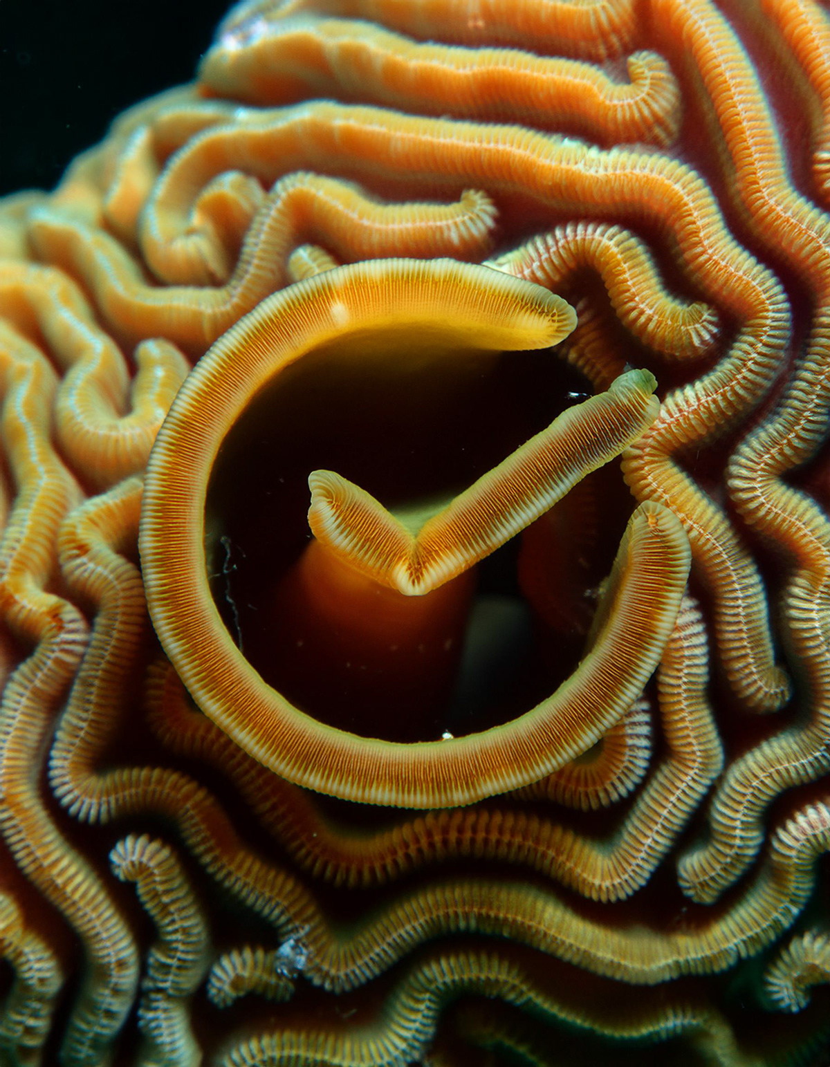 AI logo animation Sber — Изображение №32 — Брендинг, Иллюстрация на Dprofile