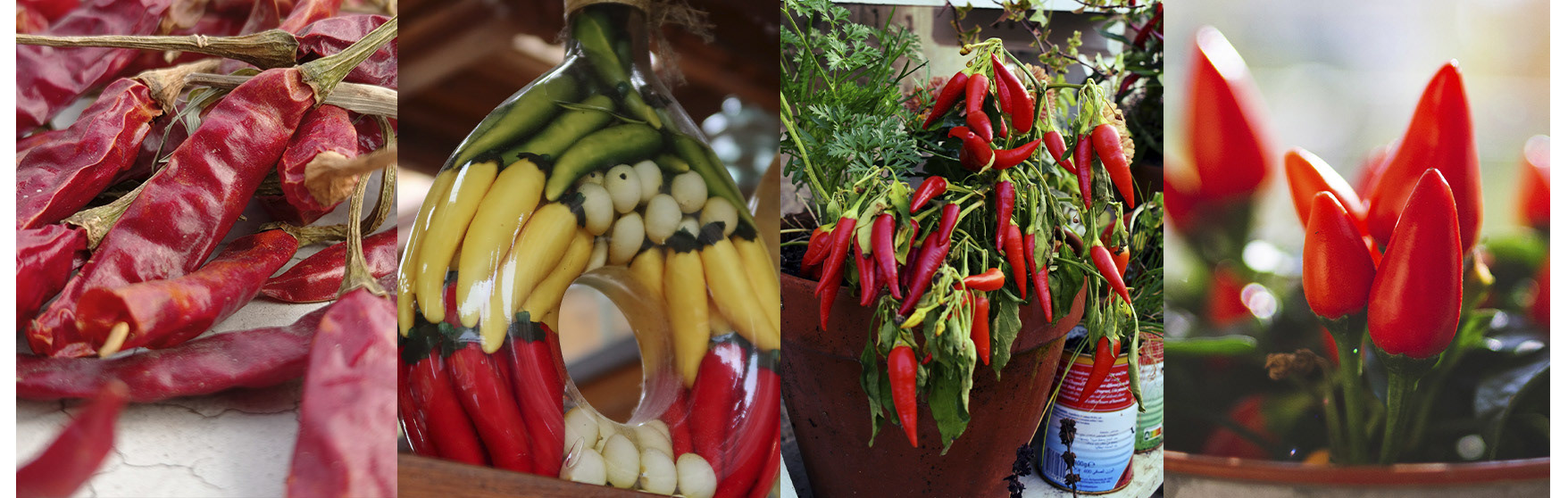 Интернет-магазин «Перец от Брагина» — Изображение №3 — Брендинг, Интерфейсы на Dprofile