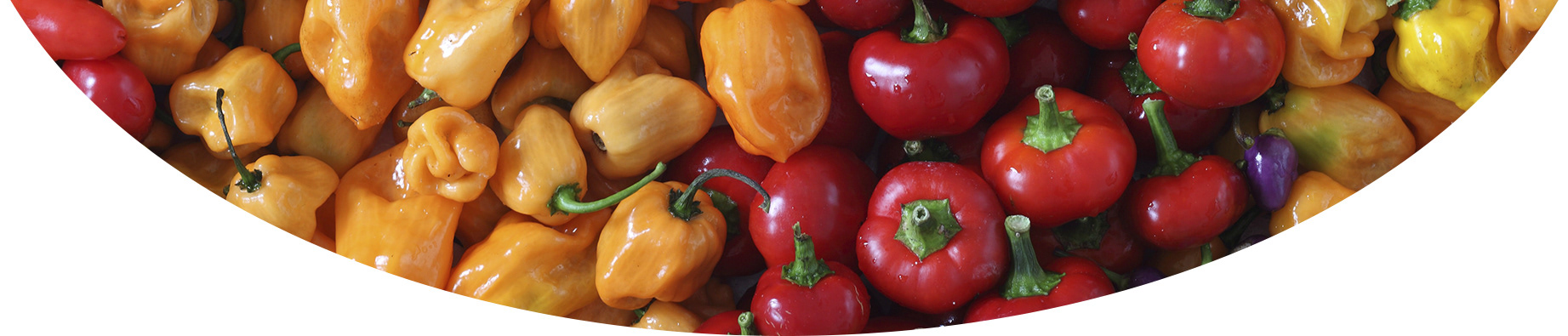 Интернет-магазин «Перец от Брагина» — Изображение №1 — Брендинг, Интерфейсы на Dprofile