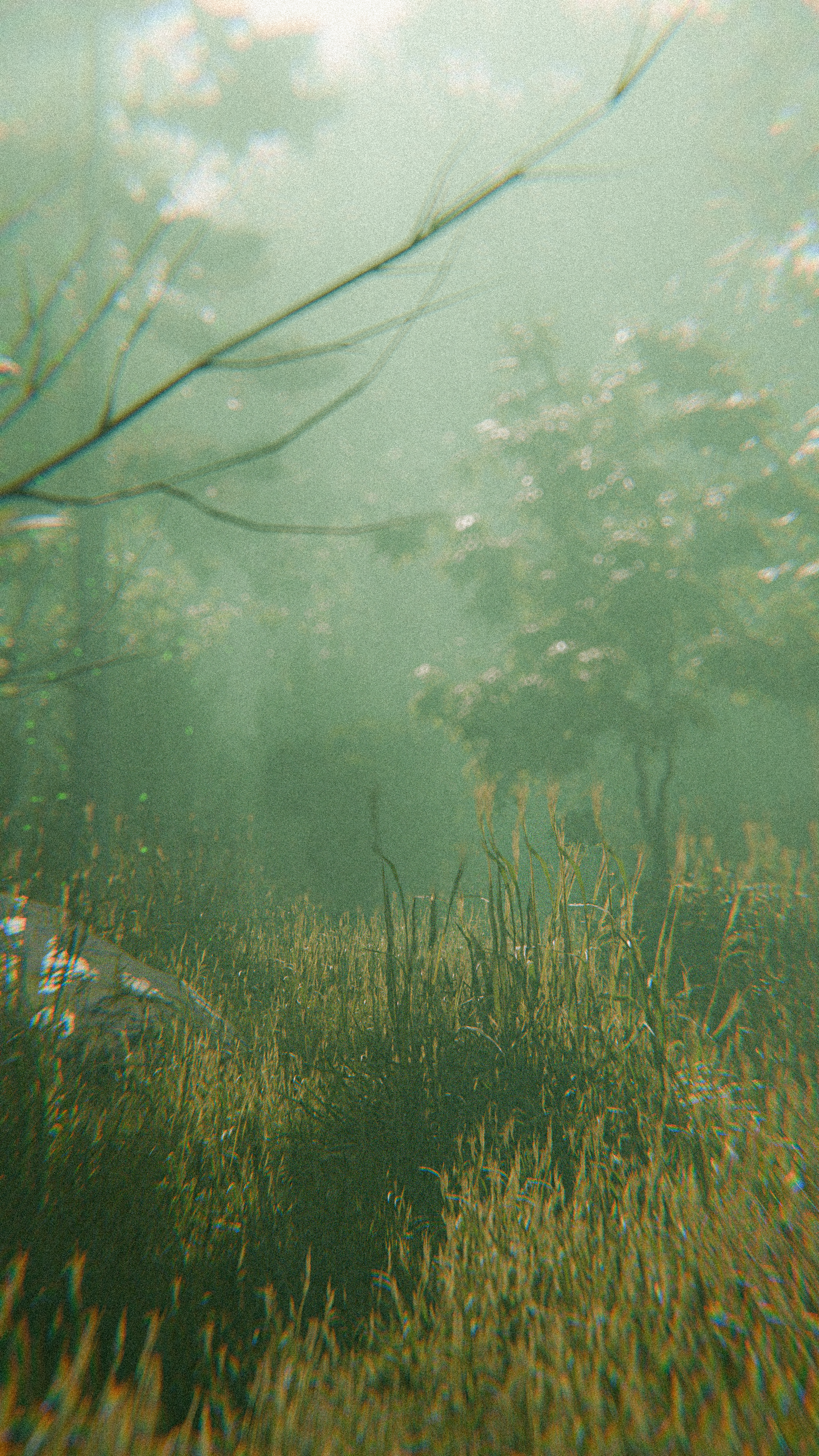 Forest — Изображение №2 — Анимация на Dprofile