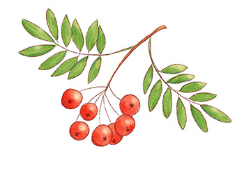 How Shushunya went for apples. Children's book — Изображение №40 — Иллюстрация на Dprofile