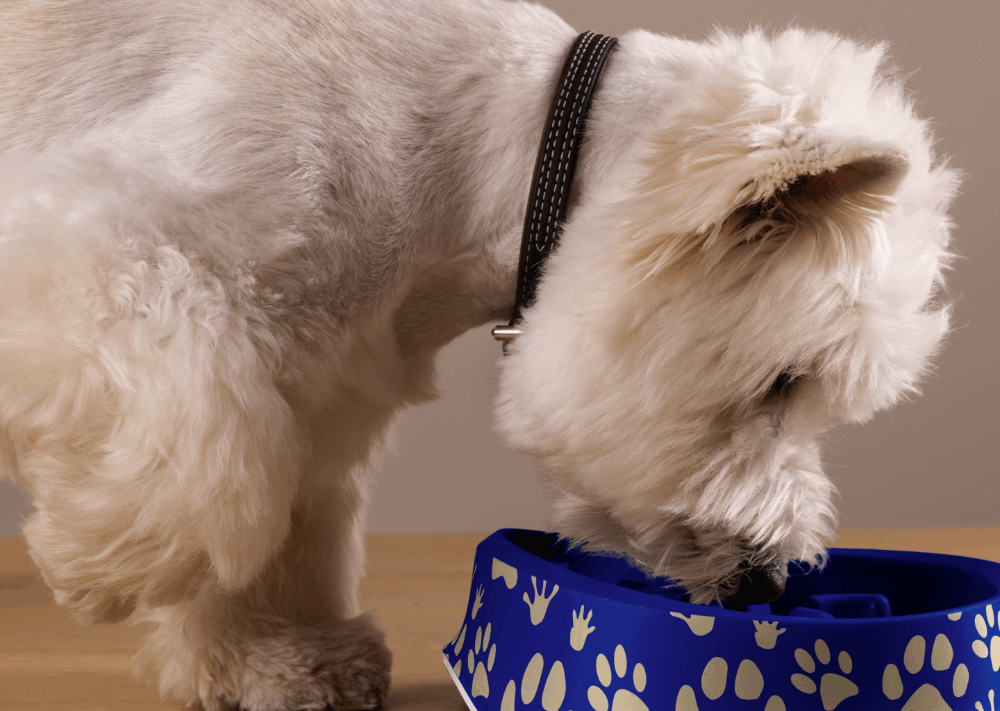 PET DAYCARE | IDENTITY | LOGO | LANDING PAGE — Изображение №1 — Брендинг на Dprofile