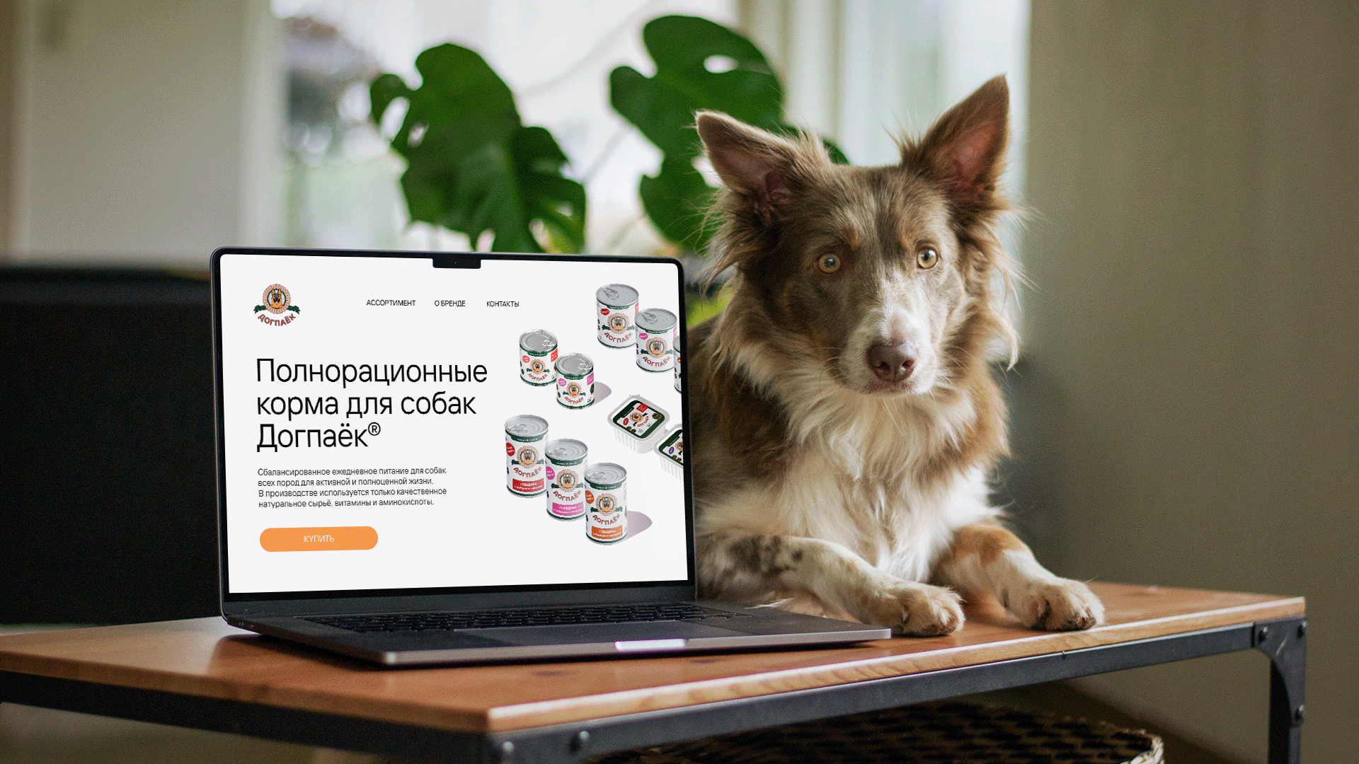 Догпаёк® — Изображение №2 — Брендинг, Маркетинг на Dprofile