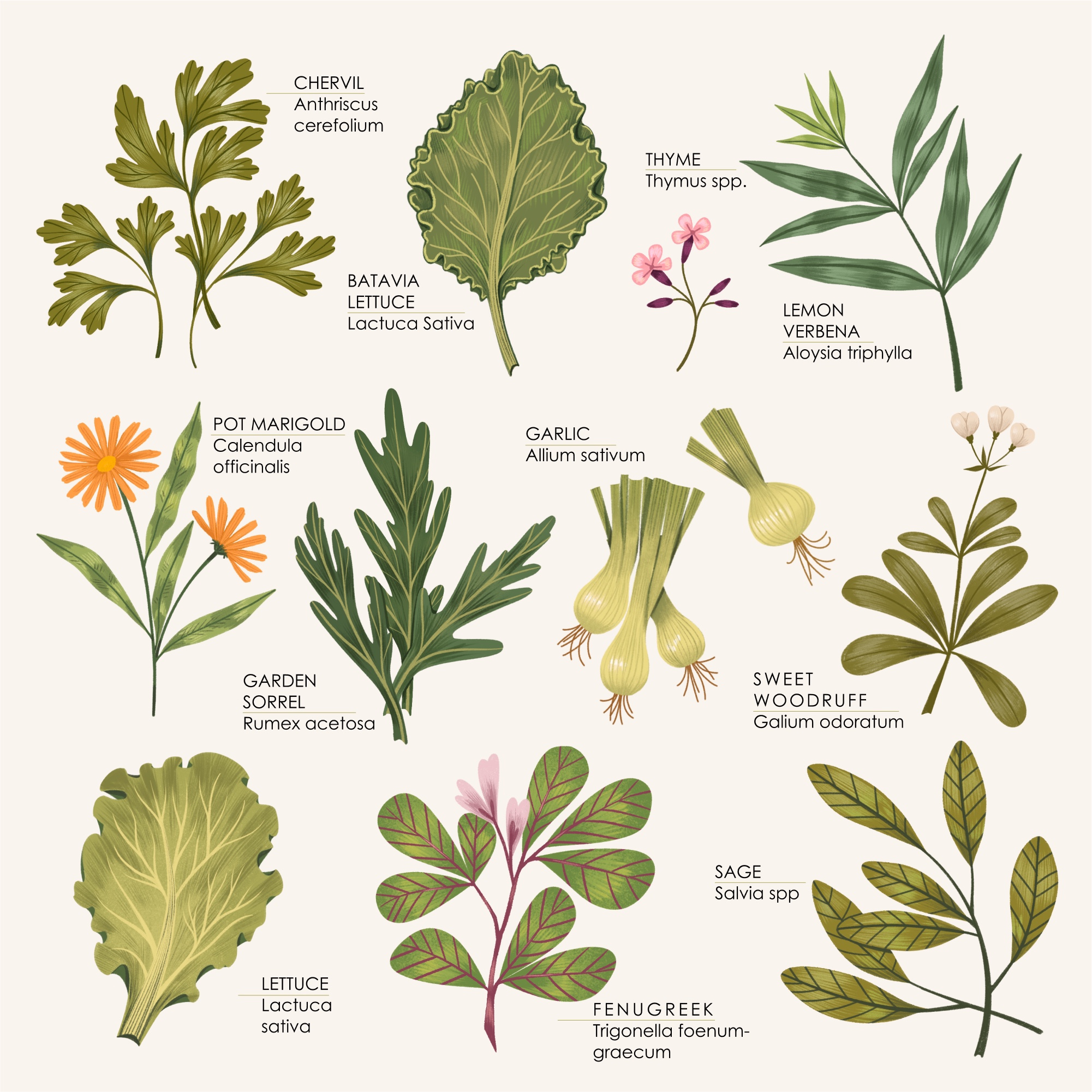 The Herbal Garden/ иллюстрации для книги «Сад трав» — Изображение №4 — Иллюстрация, Графика на Dprofile