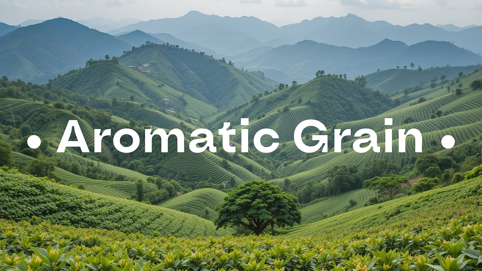 Дизайн упаковки кофе Aromatic Grain — Изображение №3 — Брендинг, Графика на Dprofile
