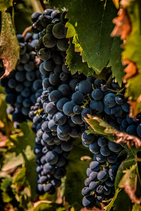 Логотип для винодельни / Logo for the winery — Изображение №4 — Брендинг, Графика на Dprofile