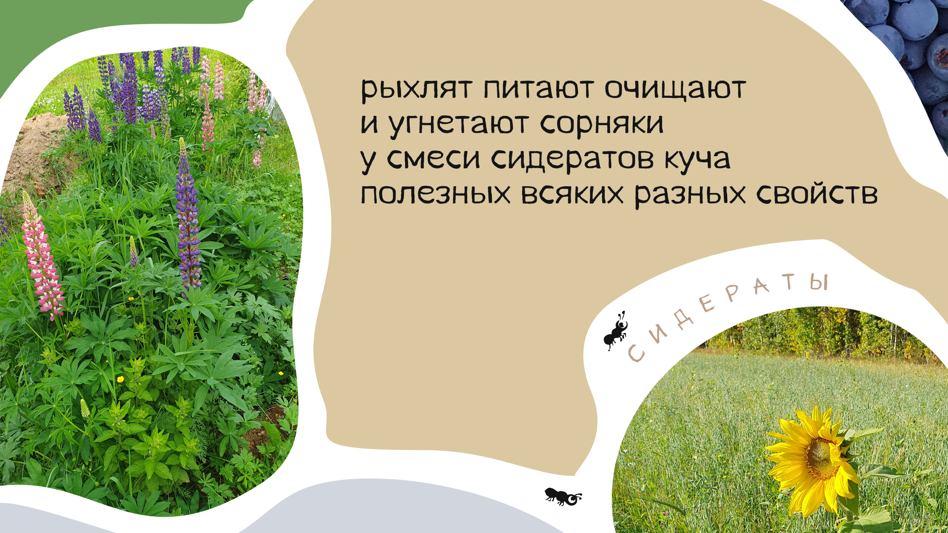 Пирожки про Органическое Земледелие — Изображение №13 — Брендинг, Графика на Dprofile
