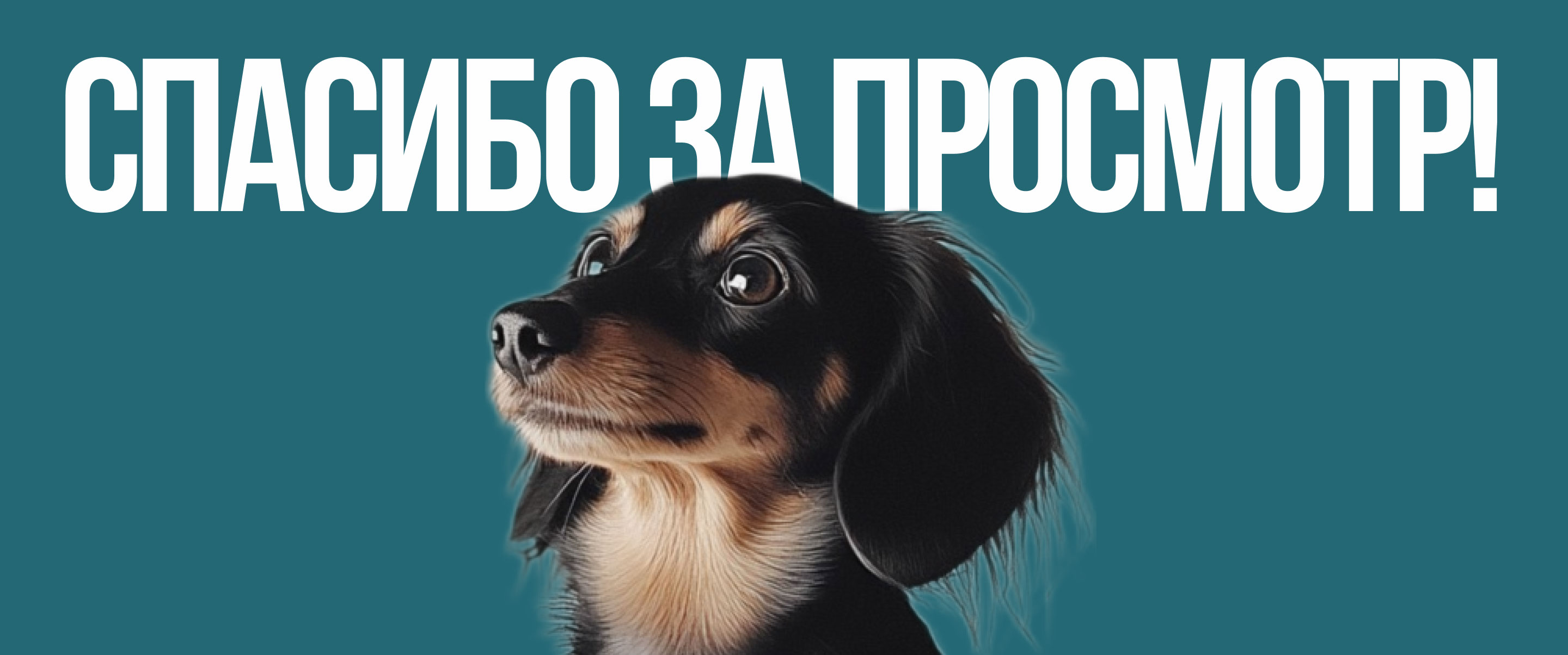 Website - Pet grooming studio / Груминг салон — Изображение №25 — Интерфейсы на Dprofile