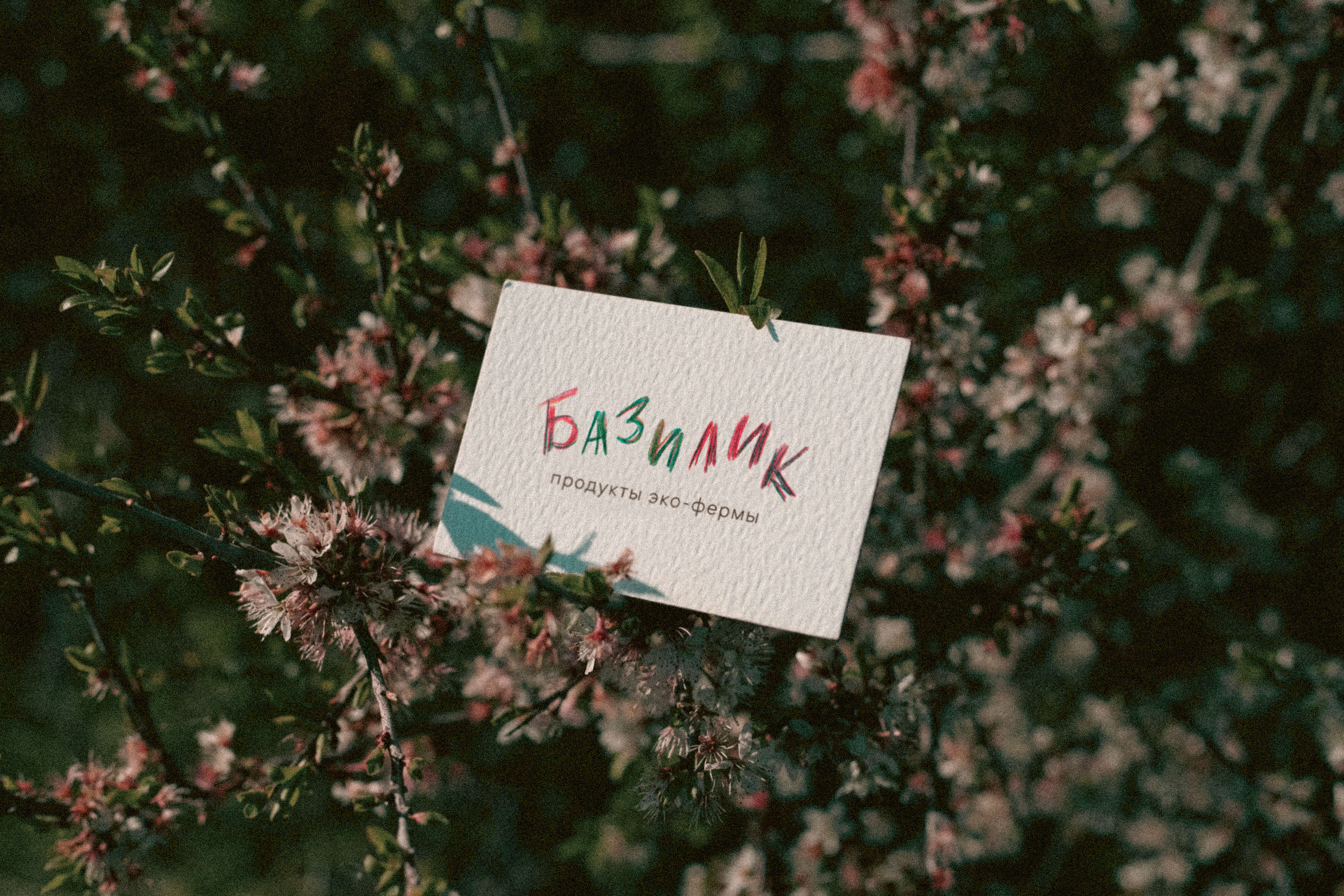 Фирменный стиль для эко-фермы Базилик — Изображение №14 — Брендинг, Графика на Dprofile