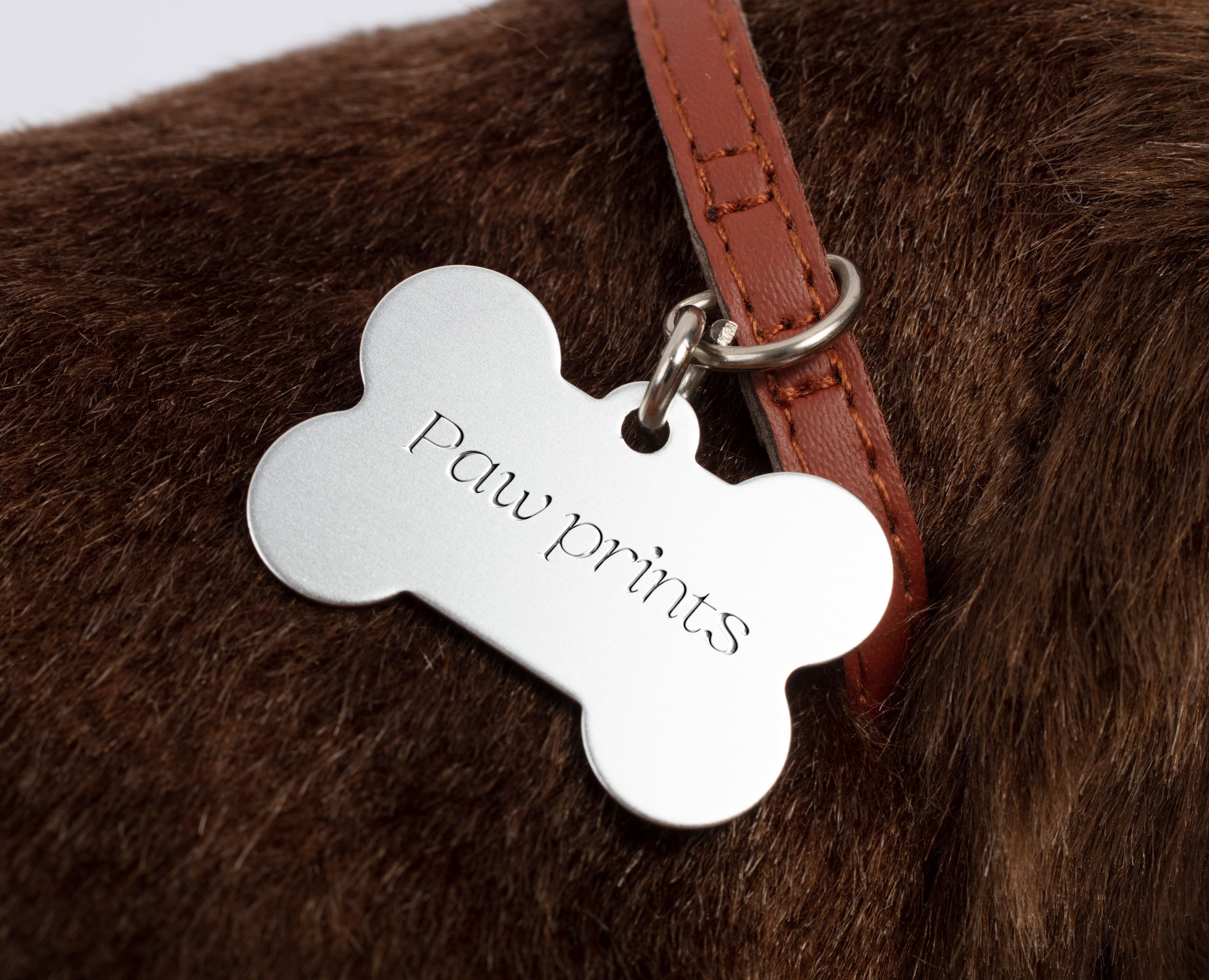 фирменный стиль - бренд одежды и аксессуаров для собак — Брендинг, Графика на Dprofile