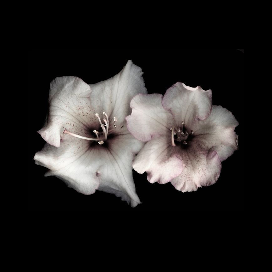 Аватар пользователя Lera Steellery