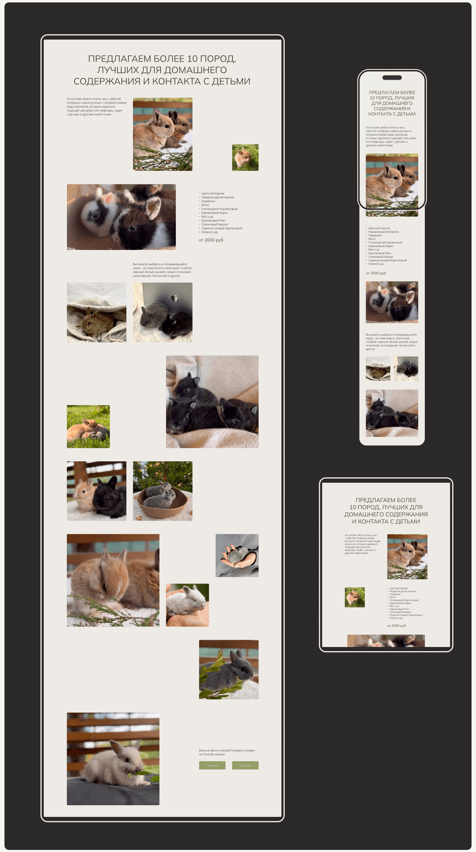 Сайт для питомника кроликов — Изображение №6 — Интерфейсы, Маркетинг на Dprofile