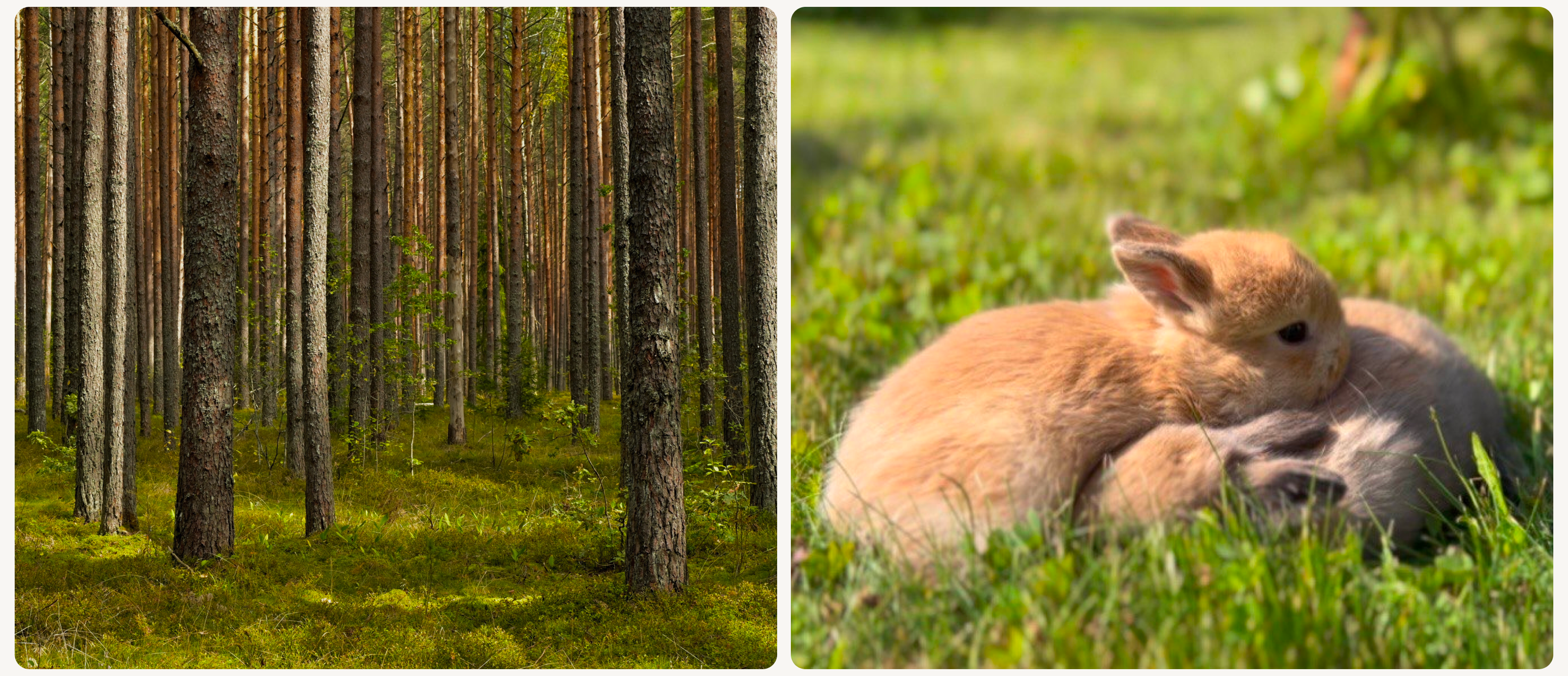 Сайт для питомника кроликов — Изображение №5 — Интерфейсы, Маркетинг на Dprofile