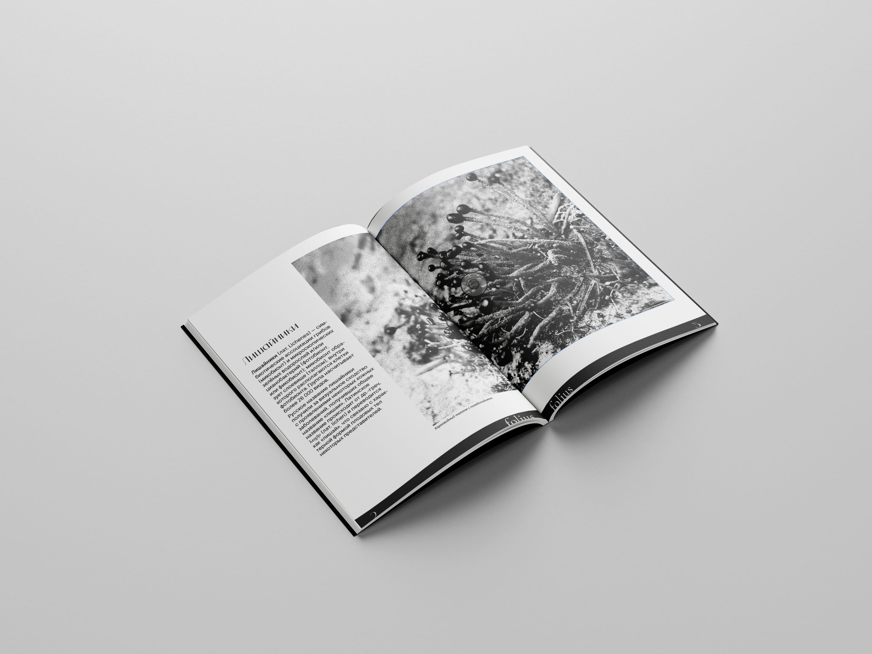 Брошюра folius/Brochure Design — Изображение №4 — Графика на Dprofile