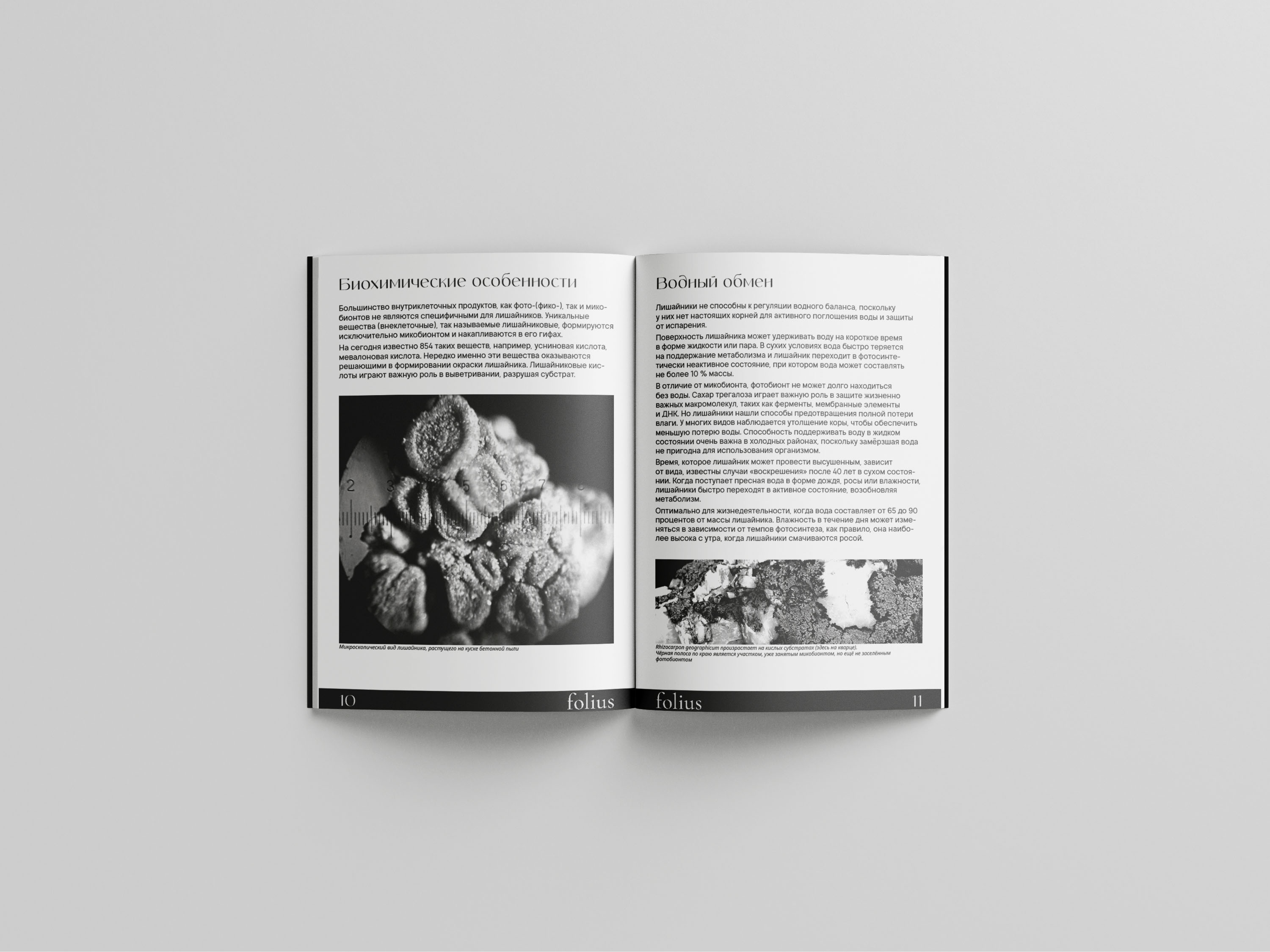 Брошюра folius/Brochure Design — Изображение №5 — Графика на Dprofile