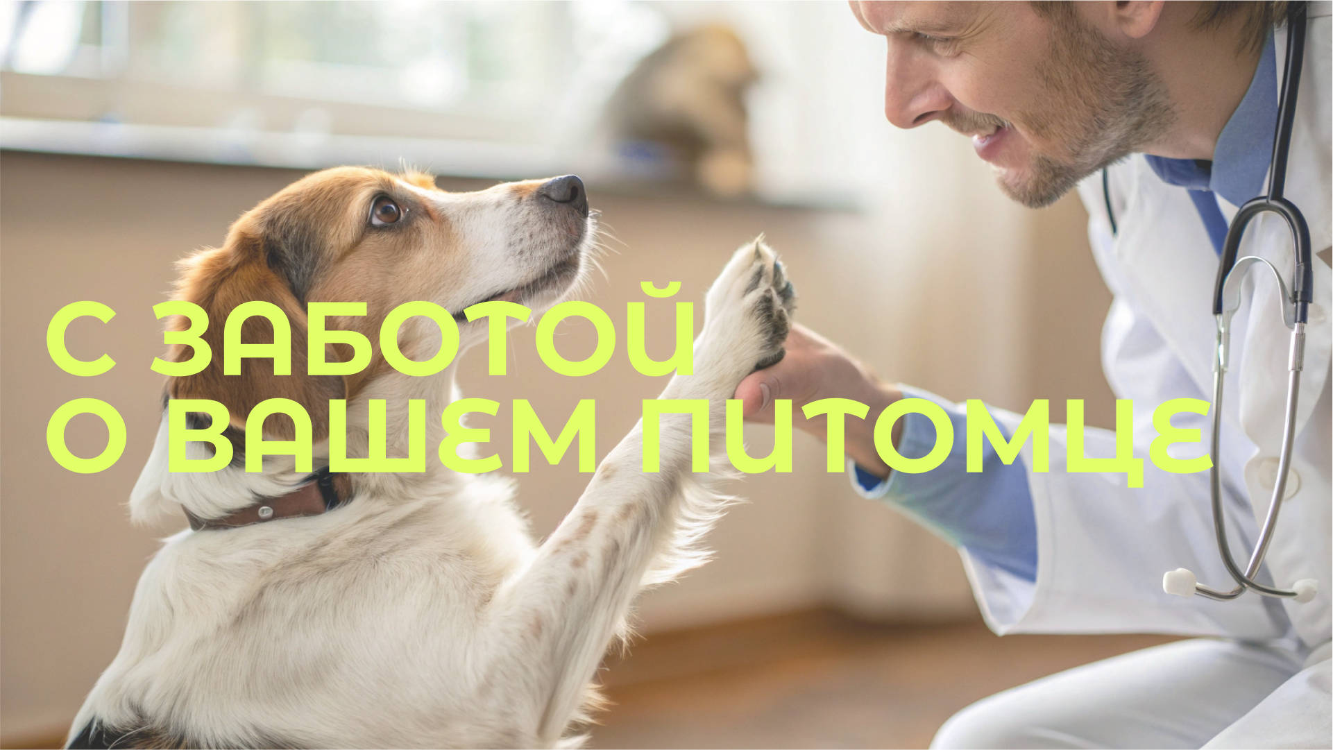 Логотип ветеринарной клиники | DOCDOG — Изображение №2 — Брендинг, Графика на Dprofile