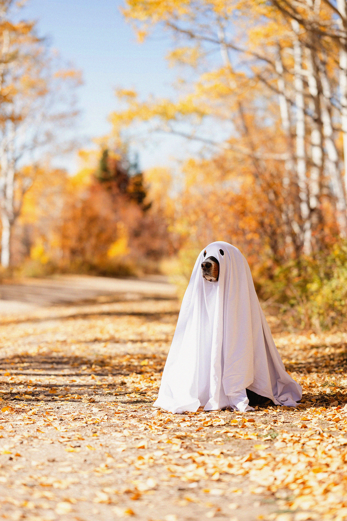 Halloween X Cherriesh Coffee | Brand Identity — Изображение №9 — Брендинг, Графика на Dprofile