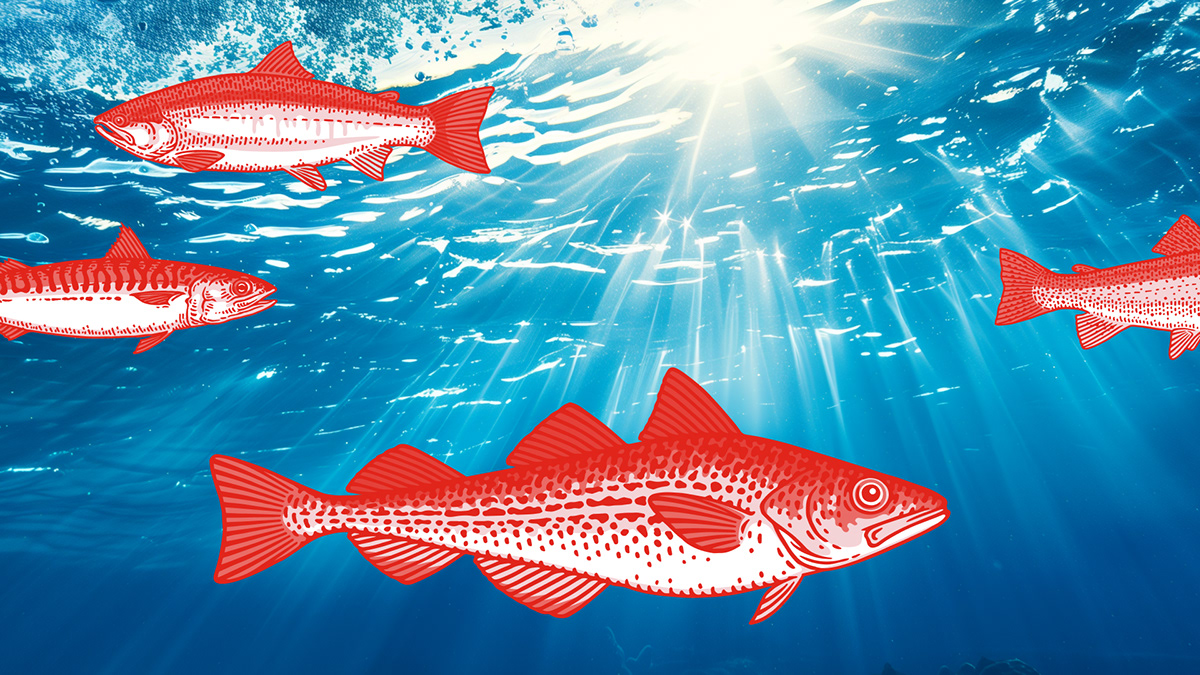 WISH FISH | Fish and Sea food Branding and Packaging — Изображение №1 — Брендинг на Dprofile