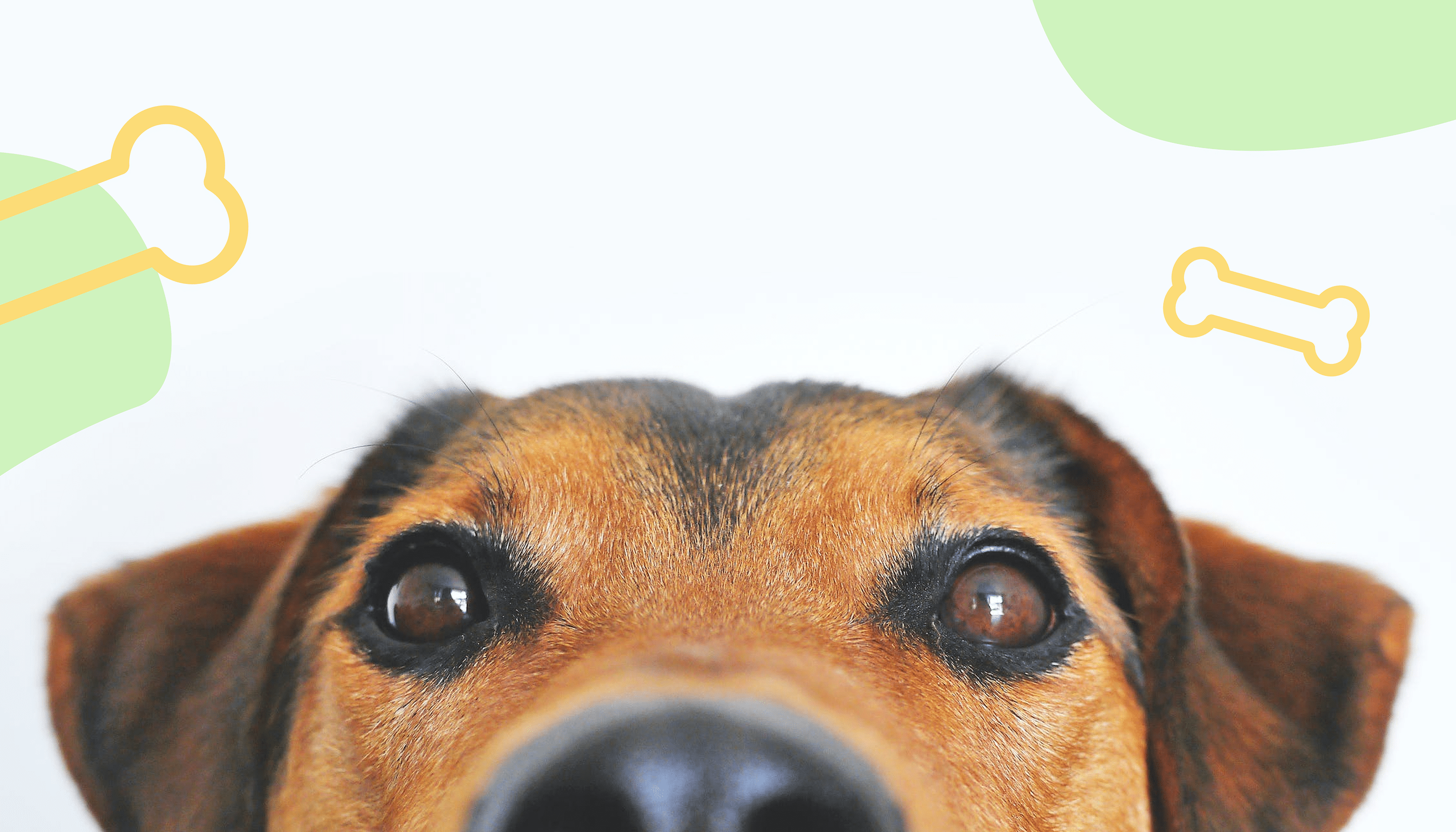 package design - dog food — Изображение №2 — Брендинг на Dprofile