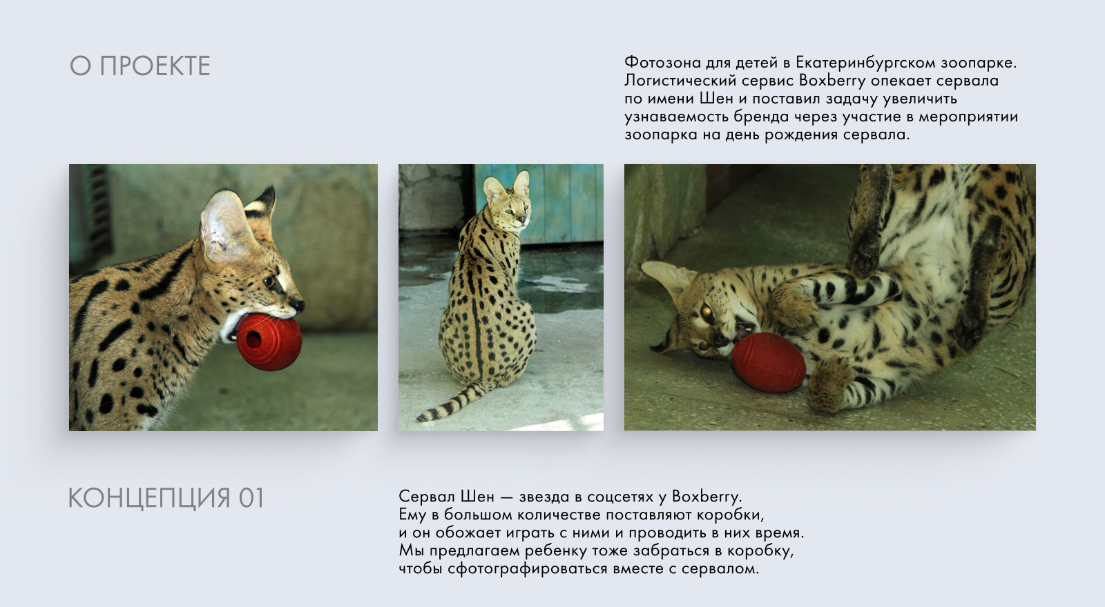 Boxberry. Фотозона с сервалом в зоопарке — Изображение №1 — 3D, Маркетинг на Dprofile