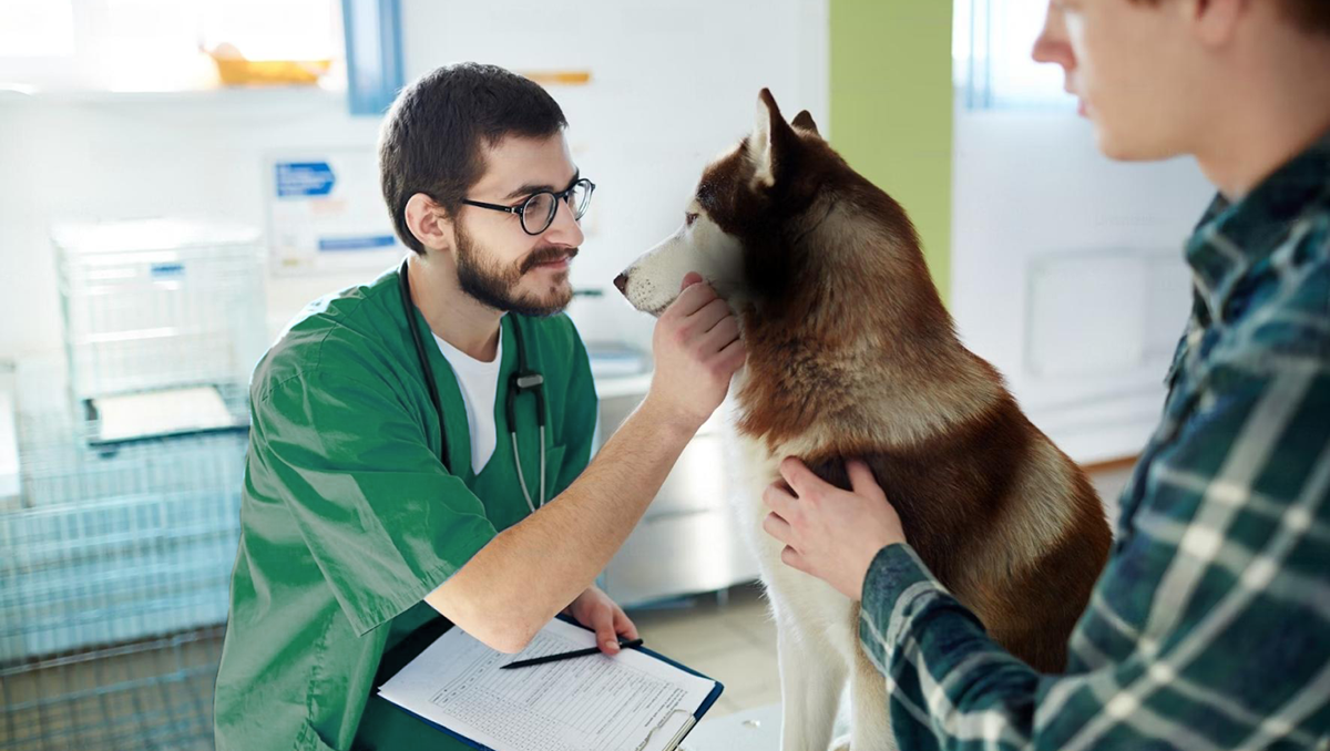 Ветеринарная клиника для собак «docdog.» — Изображение №1 — Брендинг, Иллюстрация на Dprofile