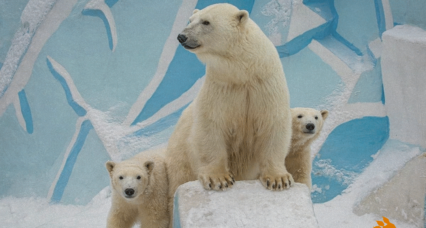 Айдентика и навигация Новосибирского Зоопарка — Изображение №11 — Брендинг, Графика на Dprofile