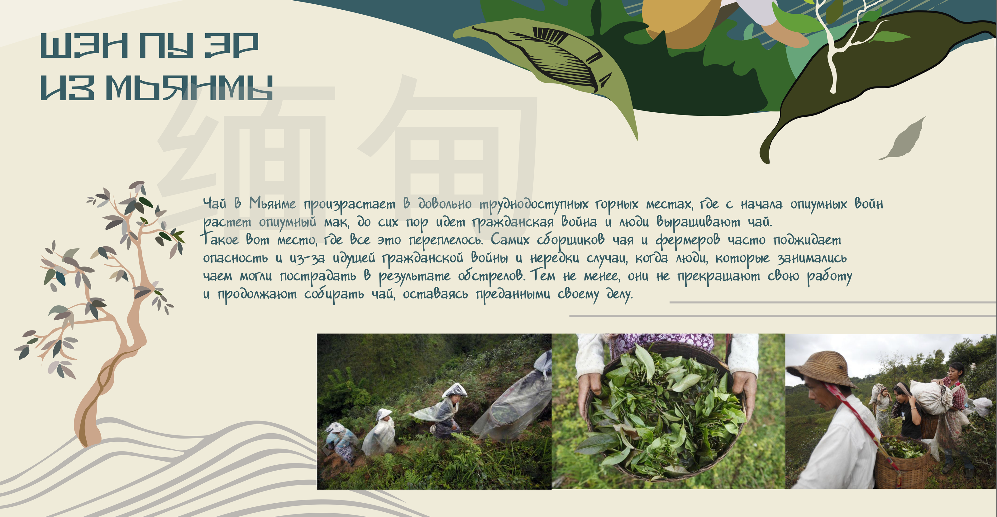 Дизайн упаковки для чая — Изображение №3 — Брендинг, Иллюстрация на Dprofile