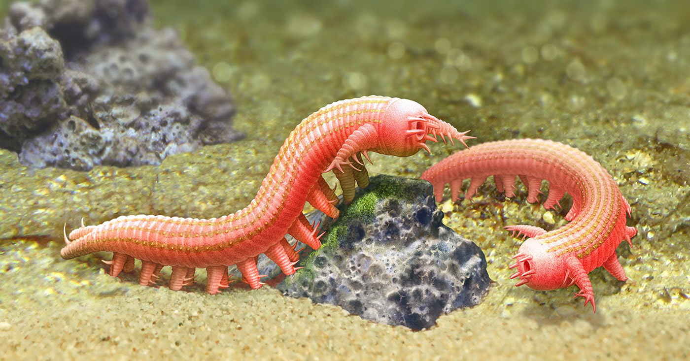 Эволюция жизни в океане — Изображение №9 — Иллюстрация на Dprofile