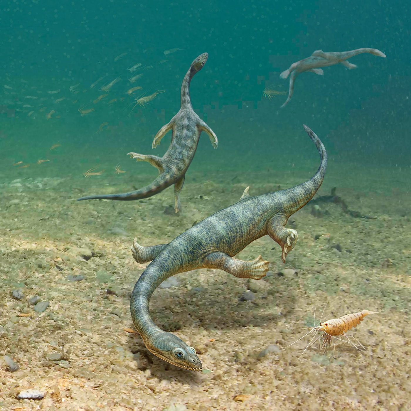 Эволюция жизни в океане — Изображение №5 — Иллюстрация на Dprofile