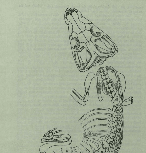 Эволюция жизни в океане — Изображение №29 — Иллюстрация на Dprofile