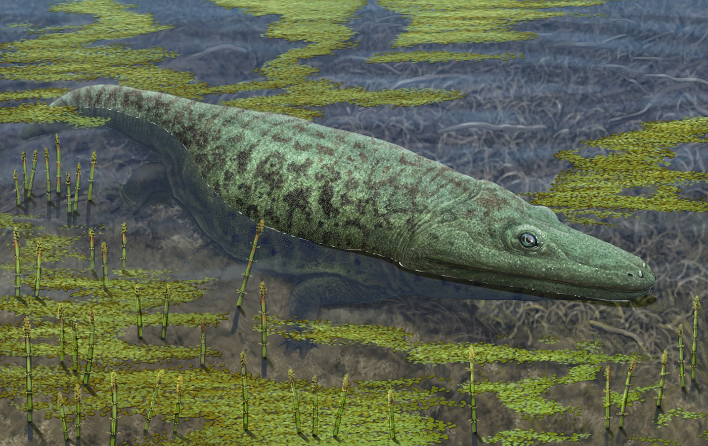 Эволюция жизни в океане — Изображение №16 — Иллюстрация на Dprofile