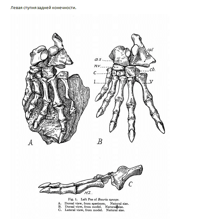 Эволюция жизни в океане — Изображение №28 — Иллюстрация на Dprofile