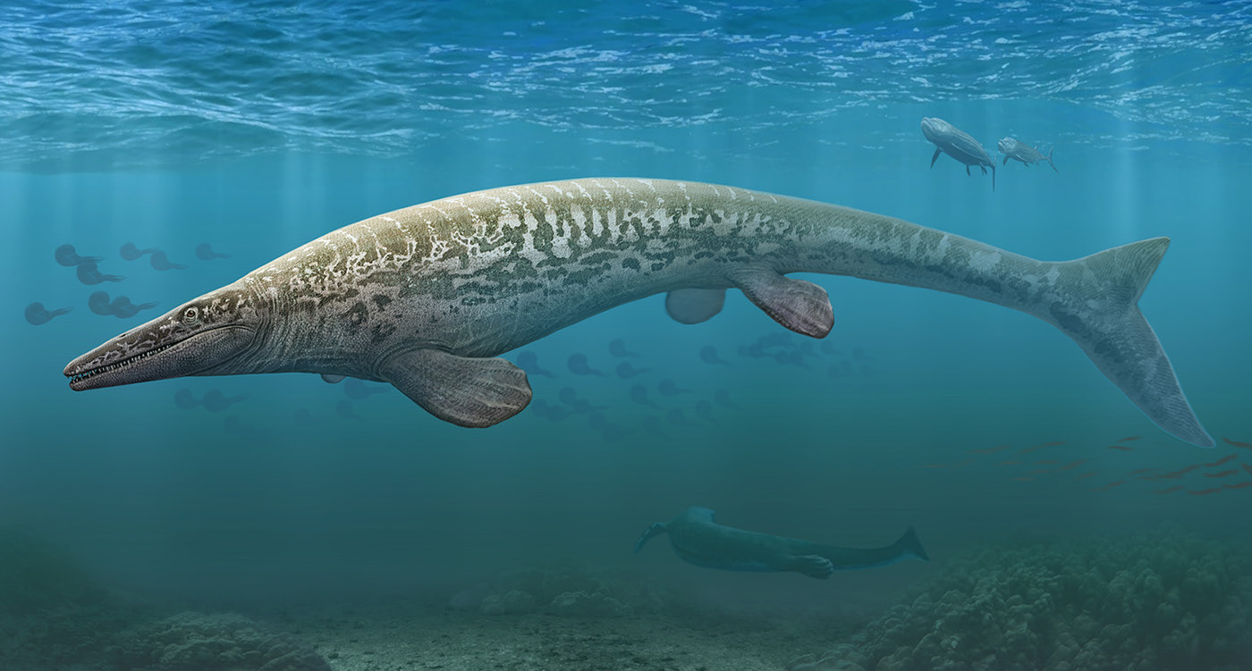 Эволюция жизни в океане — Изображение №22 — Иллюстрация на Dprofile