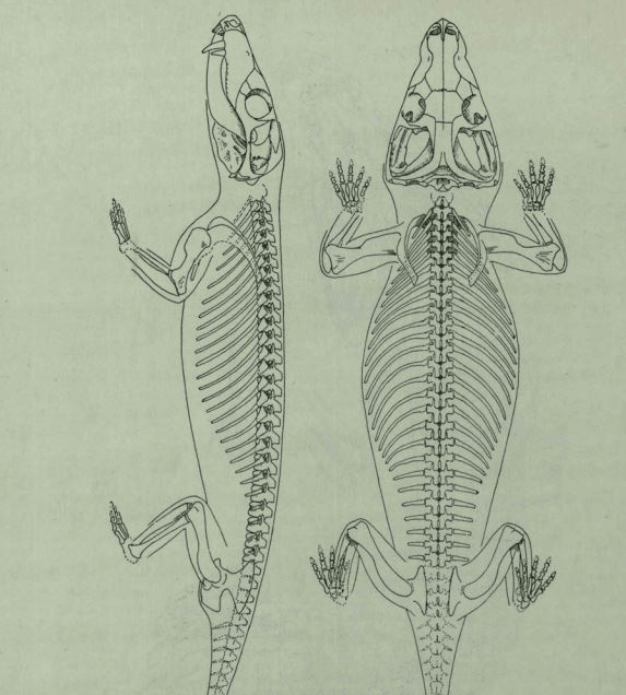 Эволюция жизни в океане — Изображение №30 — Иллюстрация на Dprofile