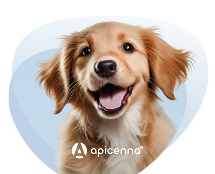 APICENNA — Брендинг, Анимация на Dprofile