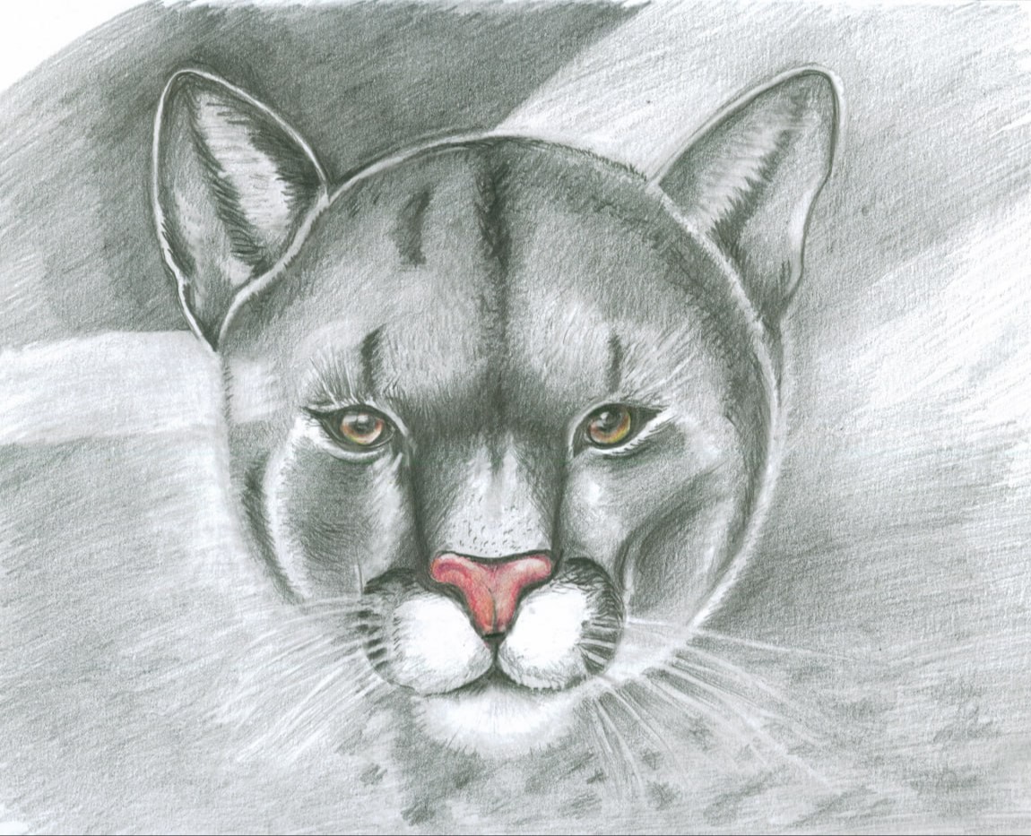 Пума. Карандаш. — Иллюстрация, Графика на Dprofile