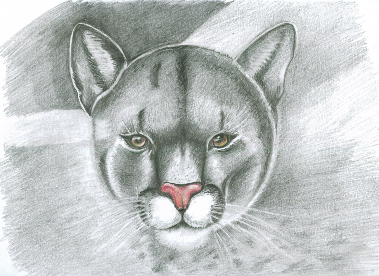 Пума. Карандаш. — Изображение №1 — Иллюстрация, Графика на Dprofile