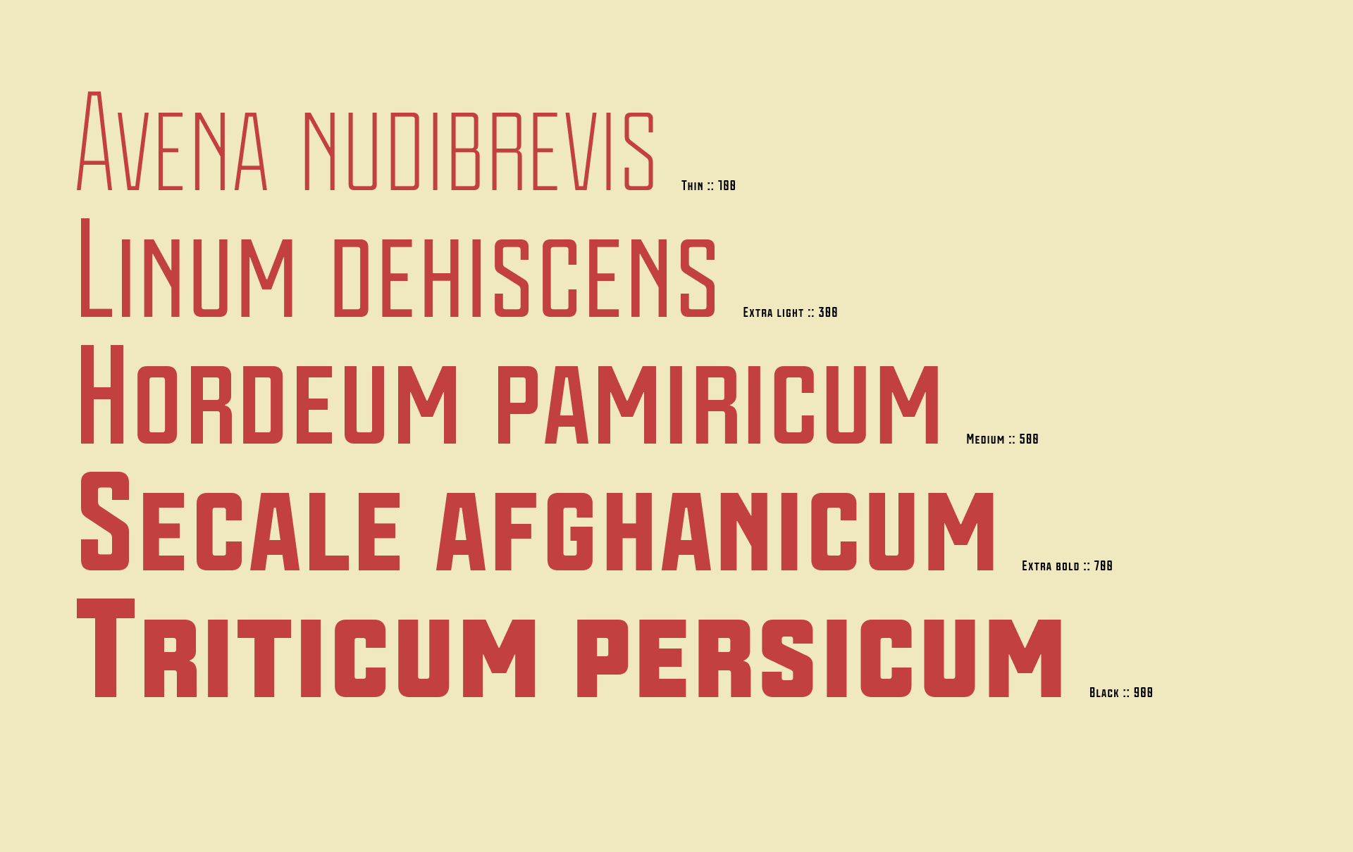 Vavilov | Typeface — Изображение №3 — Брендинг, Графика на Dprofile