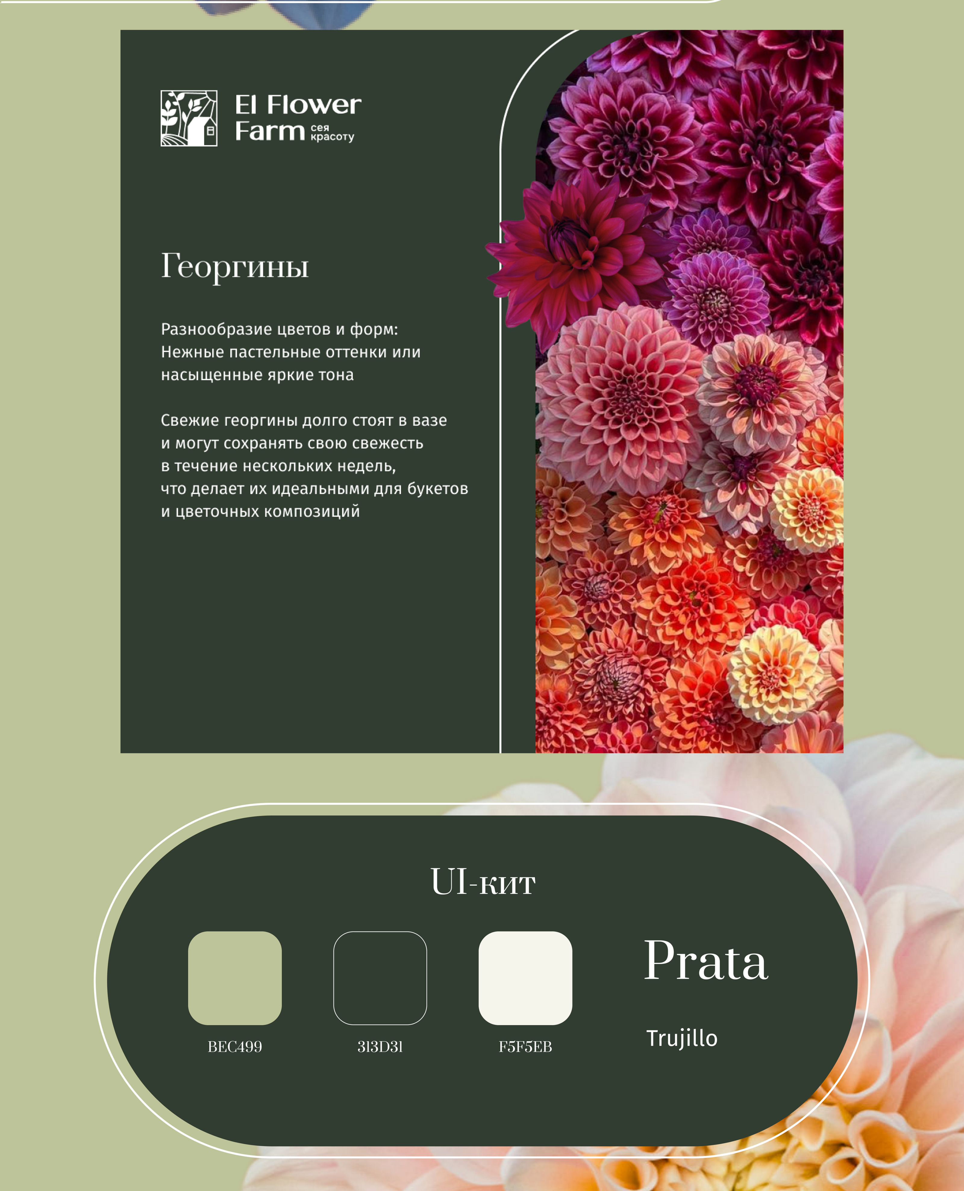 Рекламные баннеры для соцсетей El Flower Farm — Изображение №5 — Интерфейсы, Маркетинг на Dprofile