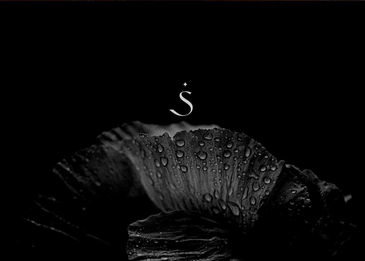 Логотип, айдентика и дизайн упаковки Sirène Co. — Изображение №2 — Брендинг, Графика на Dprofile