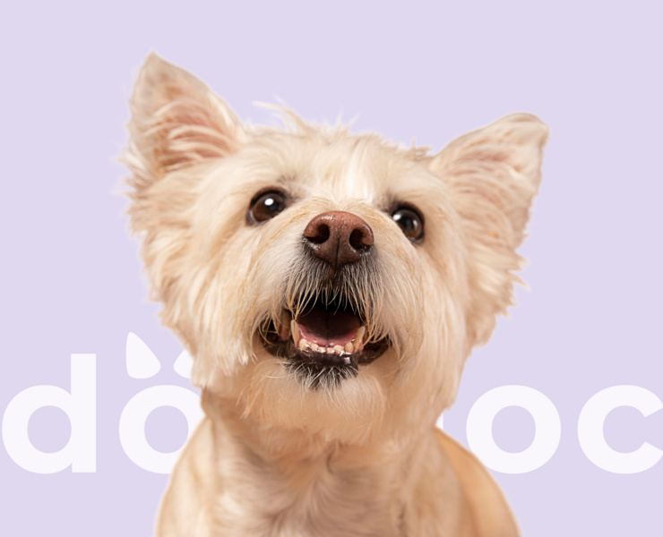 Ветеринарная клиника Dogdoc — Интерфейсы на Dprofile
