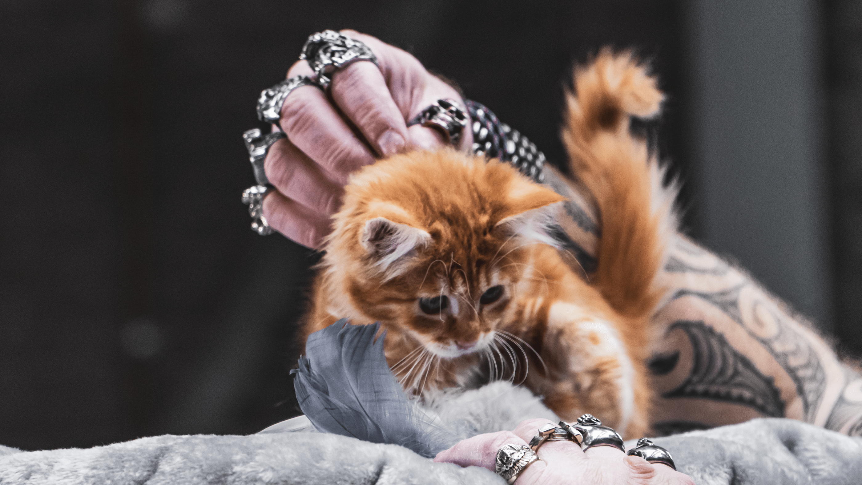 CAT SHOW айдентика — Изображение №3 — Брендинг, Иллюстрация на Dprofile