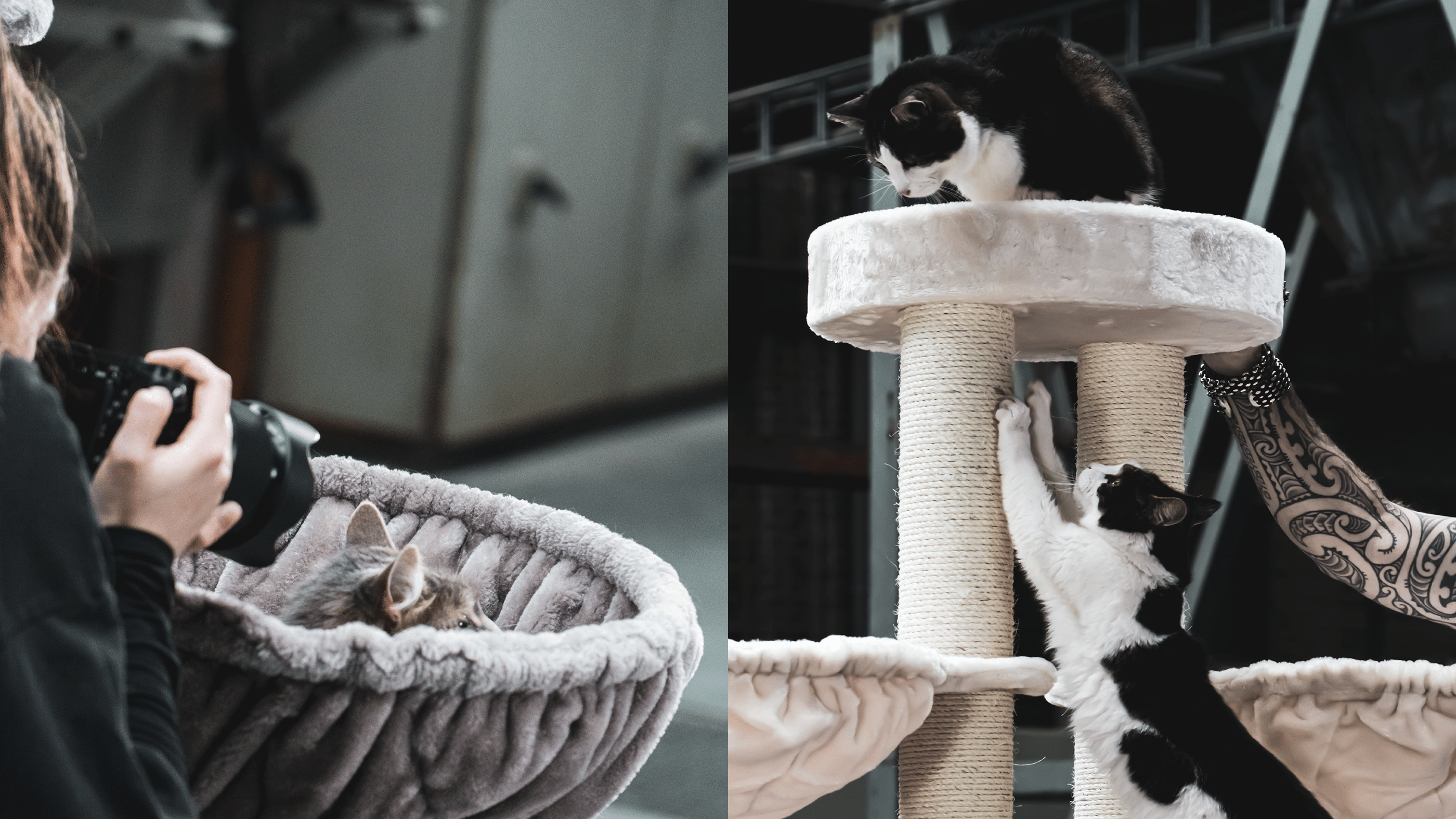 CAT SHOW айдентика — Изображение №11 — Брендинг, Иллюстрация на Dprofile